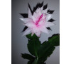 Шлюмбергера  сорту Бранка Добрада ( schlumbergera Branka Dobrada)
